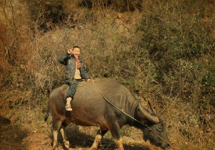 实拍农村中的放牛娃,小时候的你有做过吗|放牛娃|农村|牛_新浪新闻
