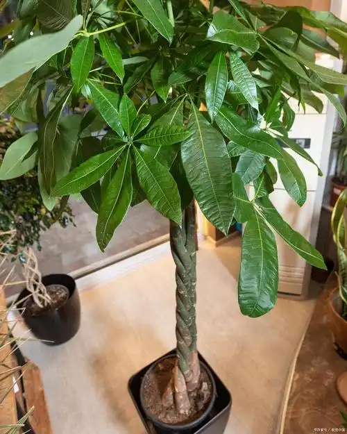 发财树的养殖方法和注意事项