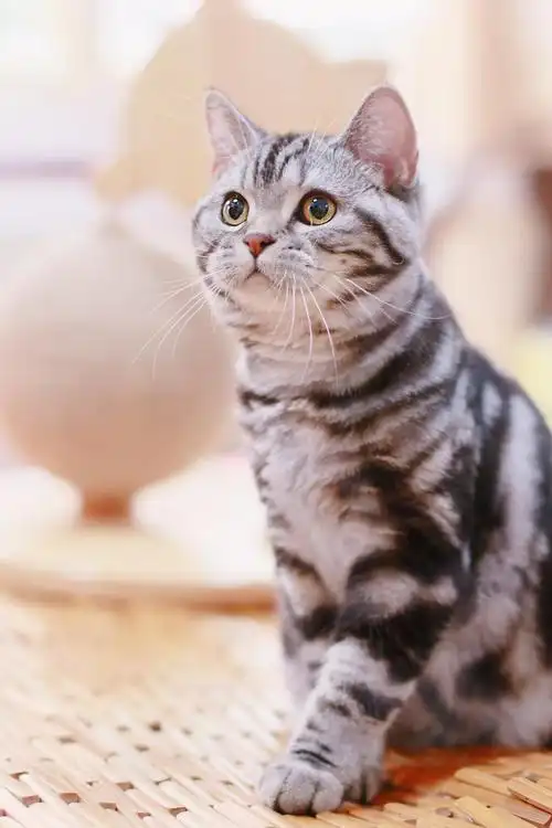 北京cfa 美短银虎斑 标斑找新家