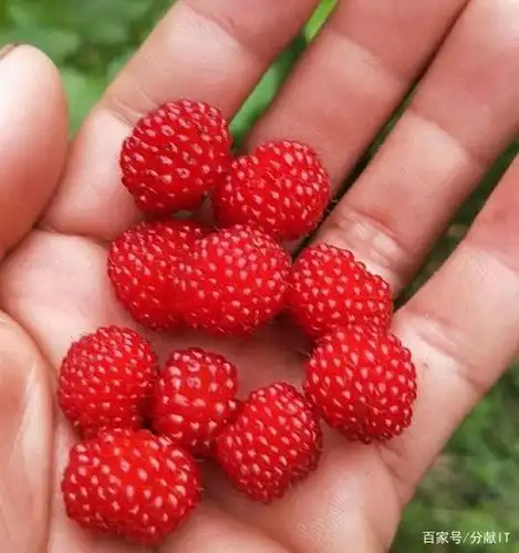 农村几种野果,童年的记忆,是孩子的零食