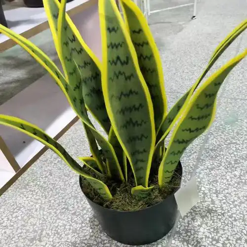 home indoor ornamental artificial snake plant