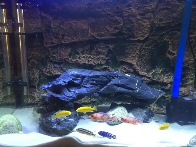 60的缸,这样的造景和diy 过滤系统可以吗?各位大神指点一下