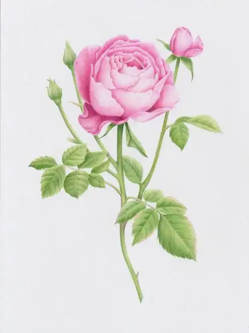 增添了一丝浪漫#画画的日常#笔记灵感#彩铅画#手绘#绘画过程#临摹