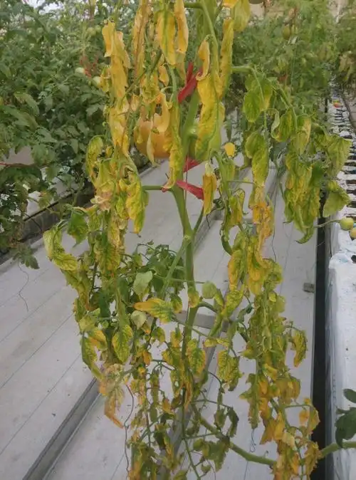 看病状,明显的复合了番茄溃疡病症.