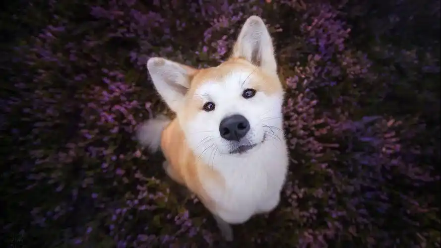 可爱狗狗治愈系高清桌面壁纸