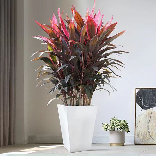 【大森林里】红叶朱蕉盆栽绿植客厅庭院阳台吸甲醛植物好养富贵竹