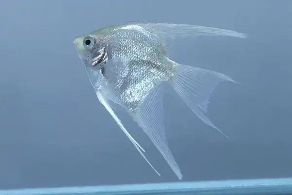 山里有没有神仙我不知道,但水族箱里有神仙哦