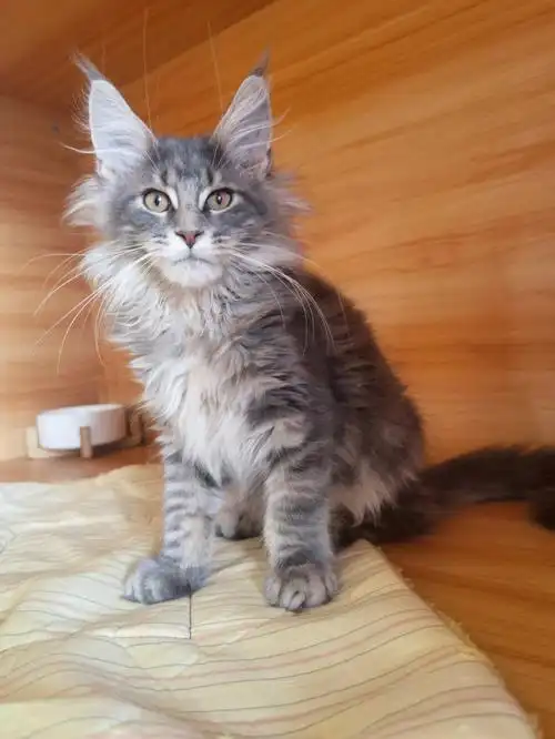 缅因猫舍幼猫颜色蓝虎斑性格好价格不贵