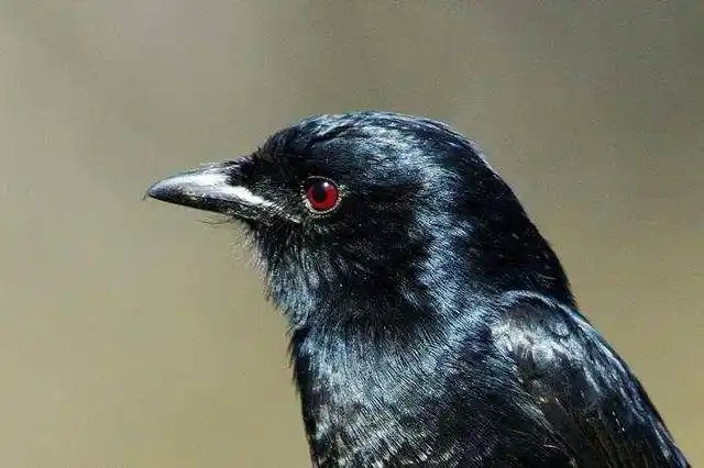 的羽毛有黑色的光泽,雌性的光泽度较低,眼睛是红色的,咋一看像是乌鸦