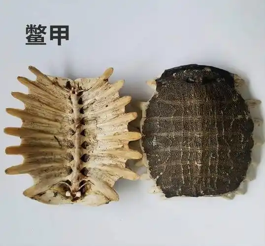 每天学习一味中药鳖甲