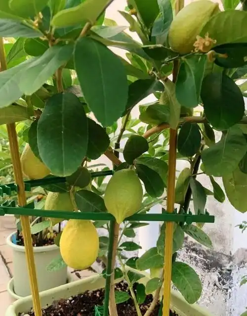 阳台上养一种水果,营养价值高,香气清新,一起来看看