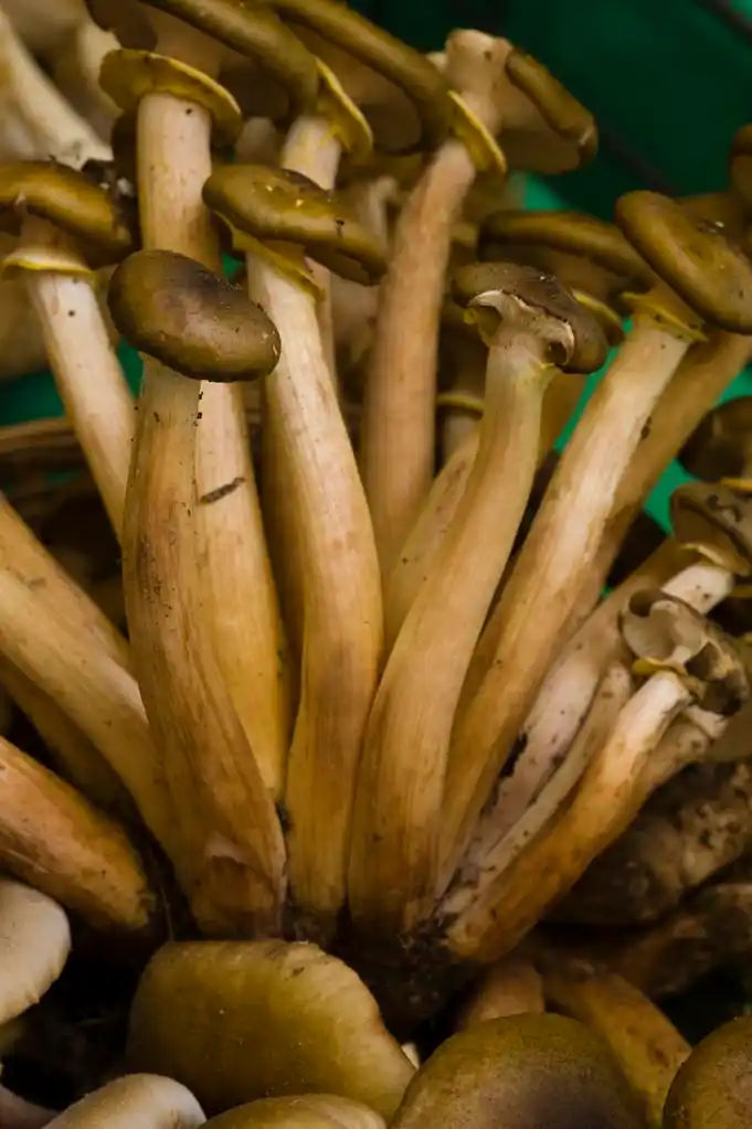 长柄的蘑菇,家庭的长柄的棕色蘑菇