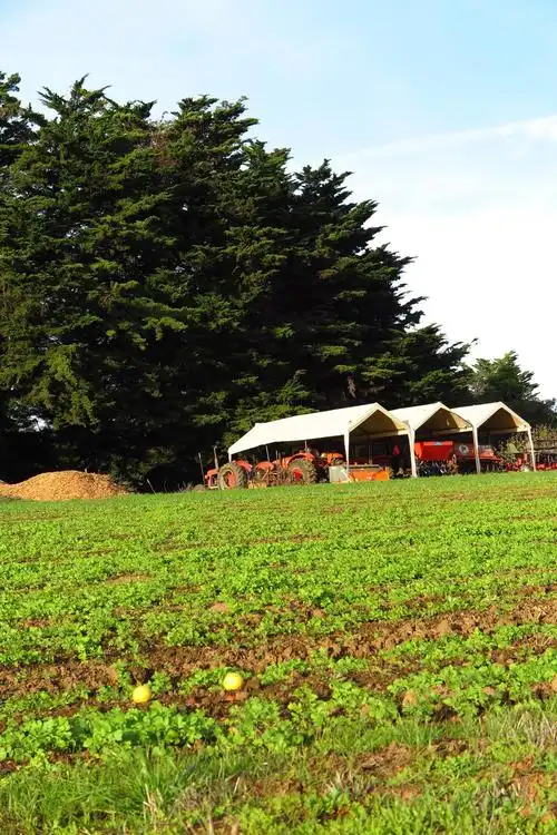 加州大学分校实验农场的冬季田园风光