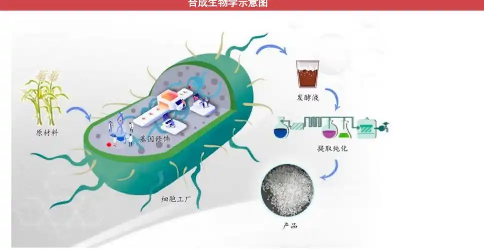 说得通俗一点,生物合成技术就是通过已知的dna信息,通过基因工程技术