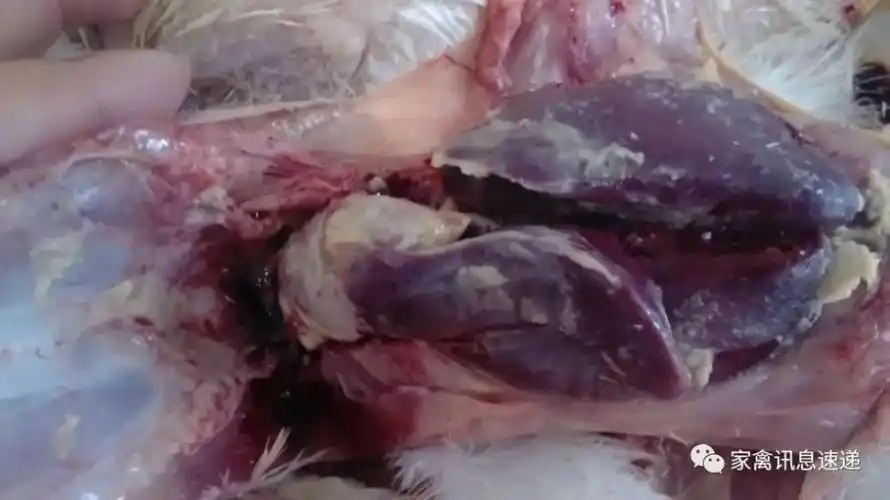 腿软不愿走动,共济失调,咳嗽,打喷嚏,呼吸困难,眼鼻流出浆液性分泌物