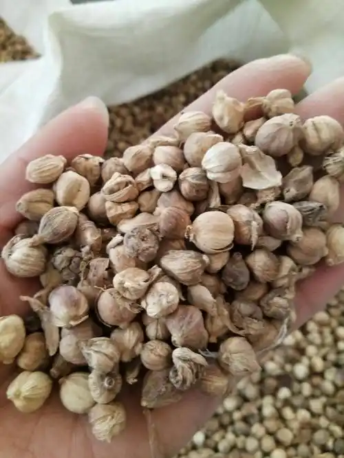 或爪哇白豆蔻前马顿,姜科多年生草本植物.