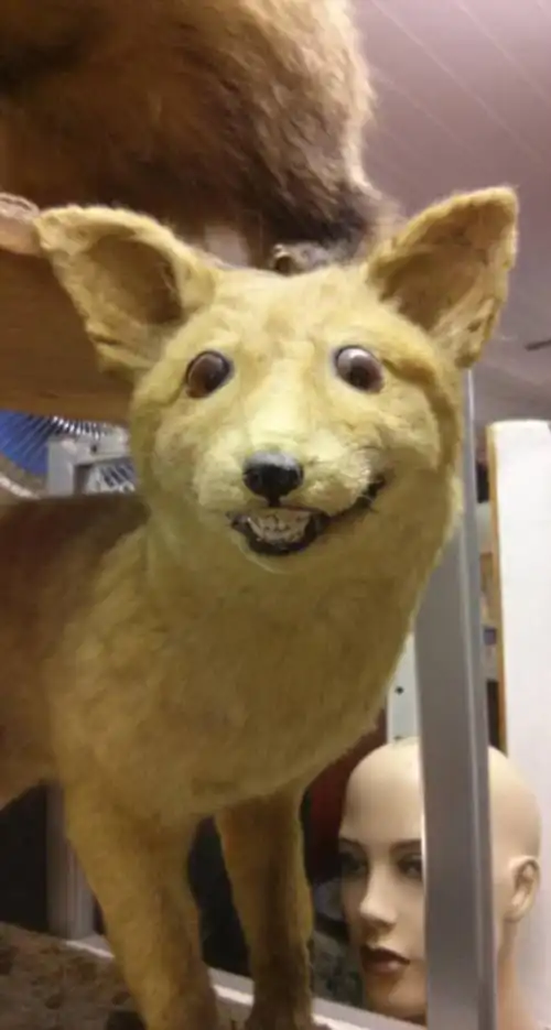 史上最悲催的动物标本:表情千奇百怪