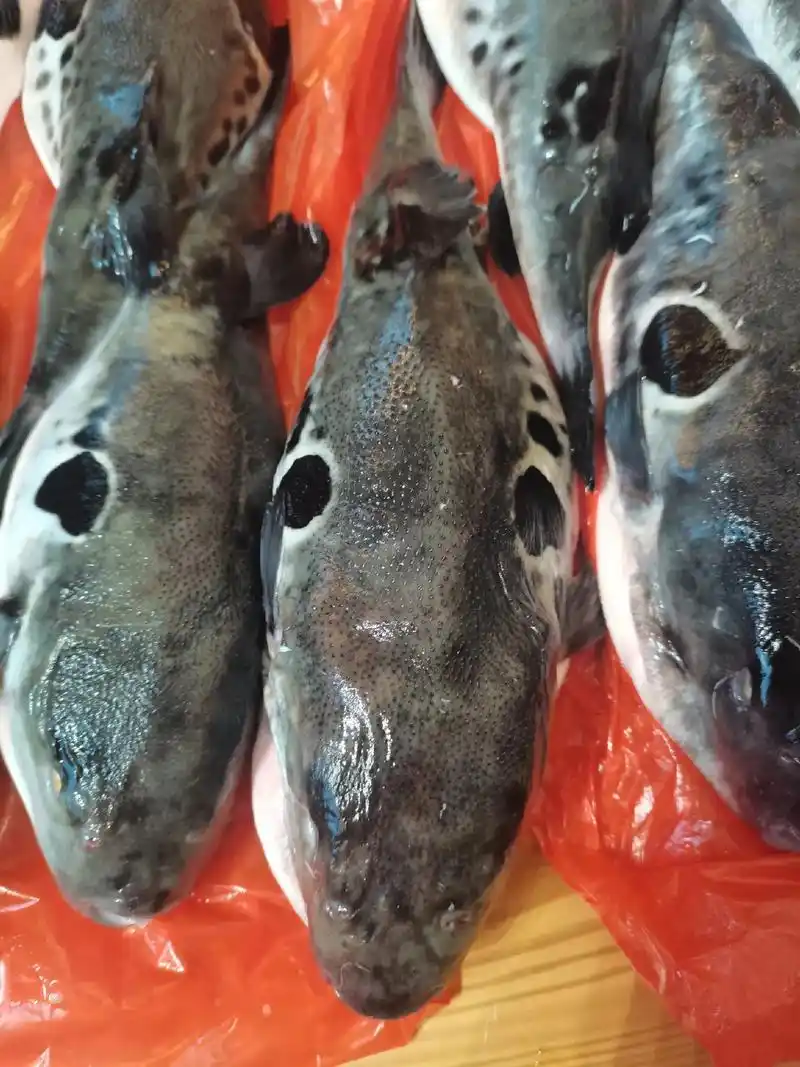 俗话说"冒死吃河豚",但有谁见过河豚鱼皮的这种吃法?  - 抖音