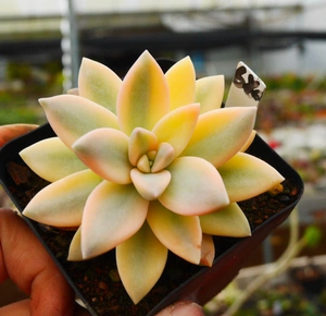 cute肉植  淡雪锦297w2 一物一拍12.6日 多肉植物