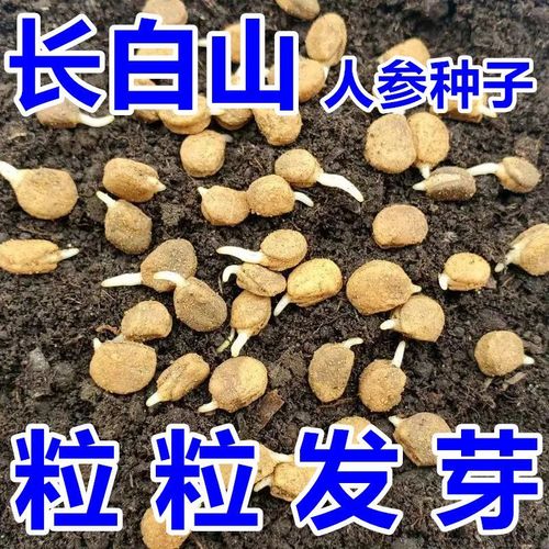 人参种子长白山野山参种子四季易种中药材阳台盆栽庭院易活花卉