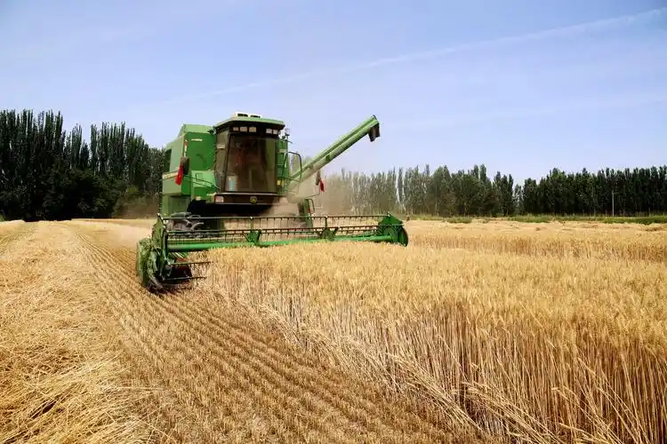 地区各地小麦陆续进入收获期一派丰收景象