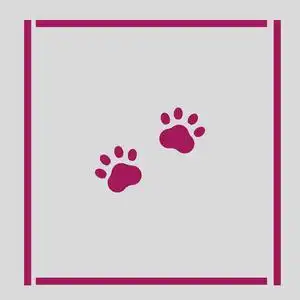 四足哺乳动物图片