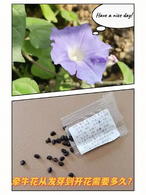 牵牛花从发芽到开花全过程