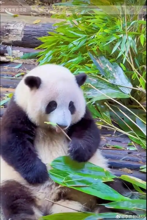地##四川成都##成都大熊猫繁育研究基地##大熊猫和花##国宝大熊猫