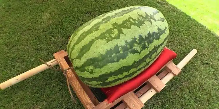 这是我见过最大的西瓜,非常大要四个人才能抬得动