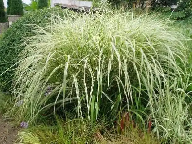 观赏草(斑叶芒)