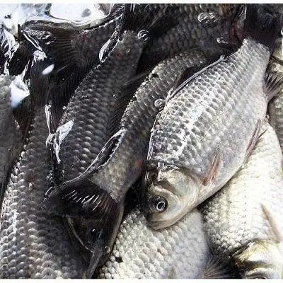 产地直销 中科五号成品鲫鱼,成品 湘云鲫鱼 云贵川可送货 成活率高