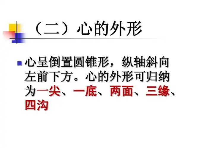 心的外形可归纳 为一尖,一底,两面,三缘, 四沟