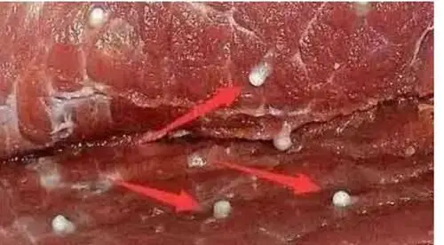 羊细颈囊尾蚴病(寄生虫病之一)科学防治措施!