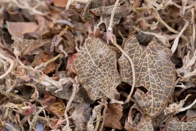 商品专题_金线莲 优质回答 金线莲为兰科开唇兰属的植物品种