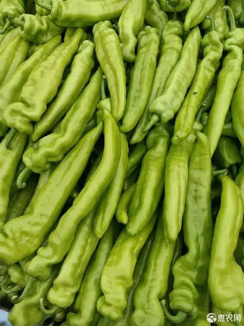 产地大量供应黄皮尖椒,质量好量大!