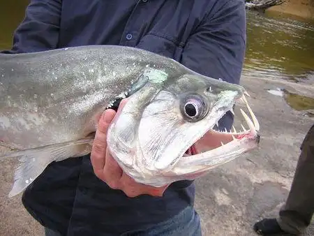 下图为     巨水狼脂鲤     hydrolycus armatus  , 俗称  巨暴鱼,巨