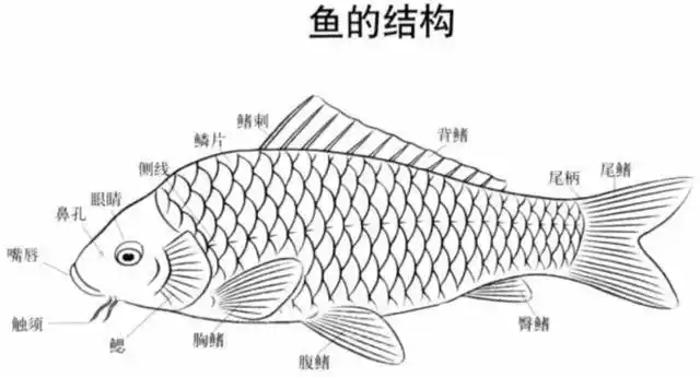 具体分析日益泛滥的清道夫鱼有被我们吃成濒危物种的可能吗