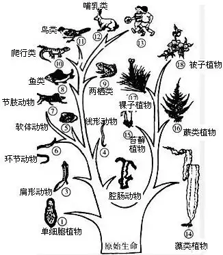 试题分析:如图生物进化树