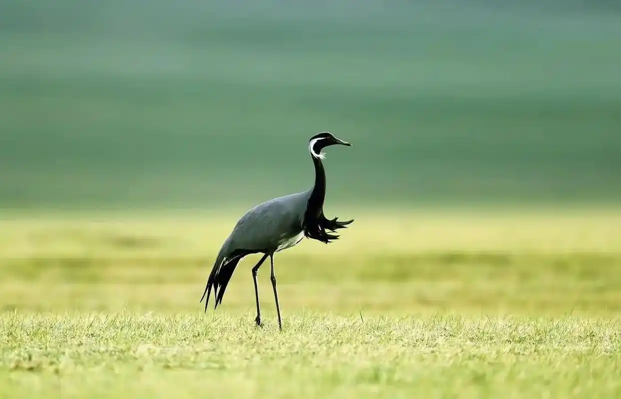 这只不起眼的鹤,叫蓑羽鹤.此时此刻,它静静伫立旷野,柔柔弱弱的它