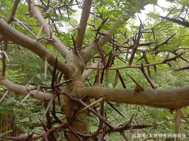 山上一棵长满刺的树,它的刺到底有什么作用,一起来认识一下吧
