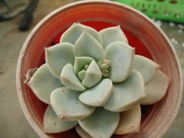 多肉植物可以炒着吃(可以吃的多肉植物图片)-措必培