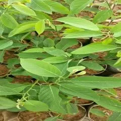 榴莲释迦果苗新品种带土带叶发货正品嫁接苗单果可达三斤左右