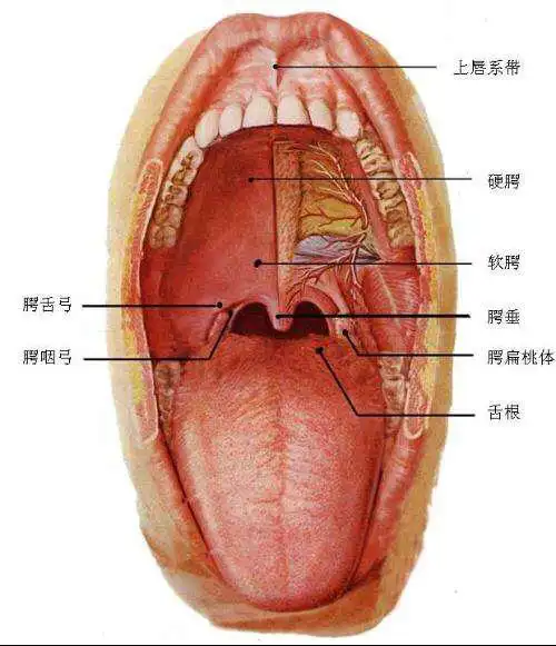 不用照手电筒就能知道宝宝嗓子是否红了