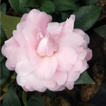 维吉尼亚乌马克茶花申通快递包邮