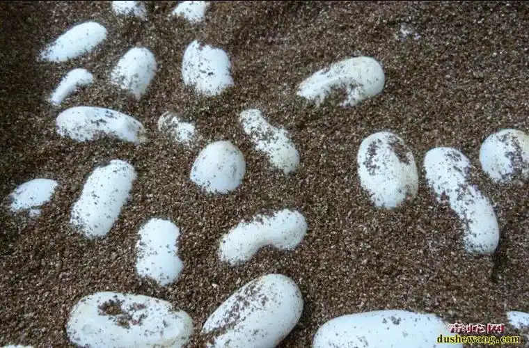 蛇蛋蛇卵孵化注意事项