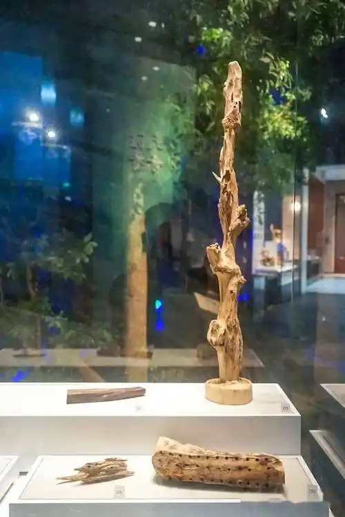 各种沉香标本各种沉香标本沉香木海南省博物馆专题陈列之一的《香中