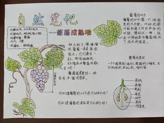 自然笔记之秋——盘庚小学五一班