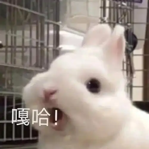 嘎哈兔兔表情包系列兔子表情