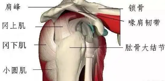 冈上肌肌腱炎是什么它会出现哪些疼痛我们又该如何推拿调理