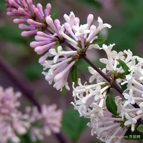 红丁香水草好养吗